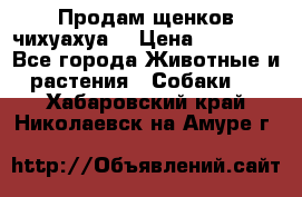 Продам щенков чихуахуа  › Цена ­ 10 000 - Все города Животные и растения » Собаки   . Хабаровский край,Николаевск-на-Амуре г.